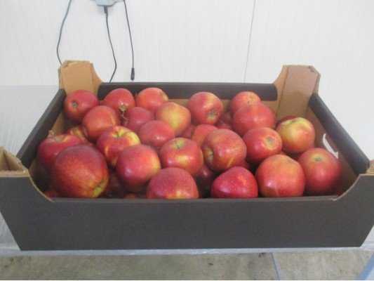 Брянские контролеры вернули поставщикам 250 тонн польских яблок