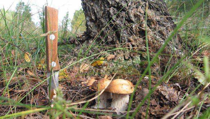 В брянском лесу заплутал пожилой грибник на велосипеде