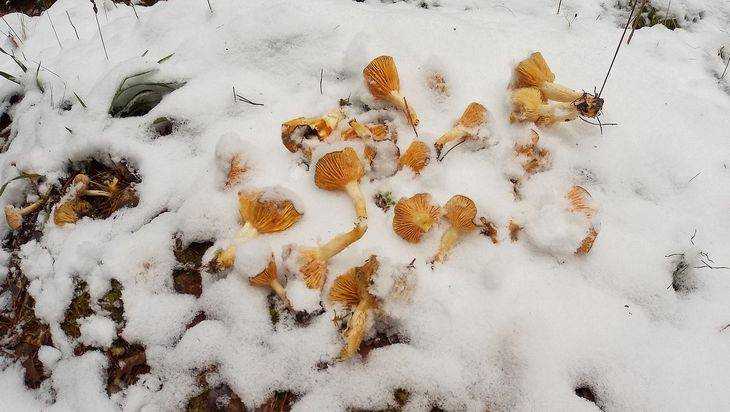 В брянском лесу из-под снега пробились веселые грибы лисички