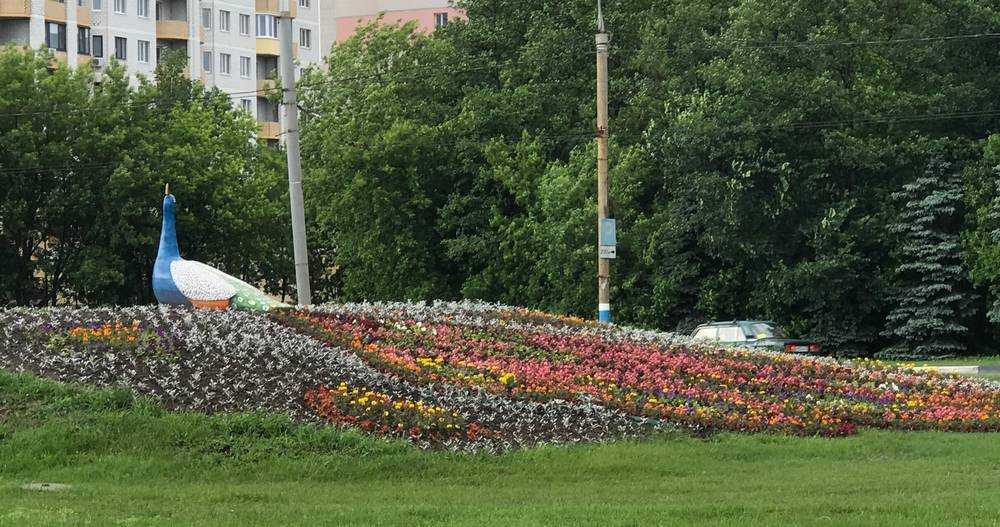 Цветок Жар Птица Фото