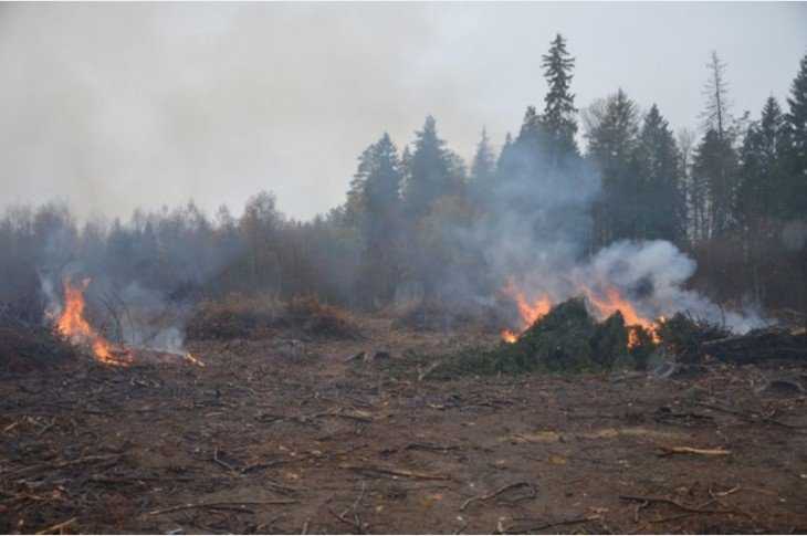 Сжигание порубочных остатков. Сжигать порубочные остатки. Сжигание древесных отходов. Сжигание порубочных остатков на лесосеке.