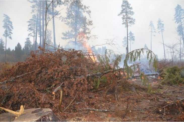 Сжигание порубочных остатков. Вырубка лесов в Брянске. Сжигание порубочных остатков Яблоневый сад. Порубочные остатки в лесу Волок.