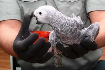Брянские таможенники опять героически отловили попугаев