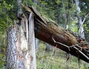 Брянского дровосека убило подпиленным деревом