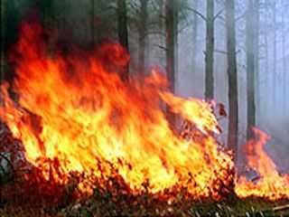 В Брянской области  потушили лесной пожар