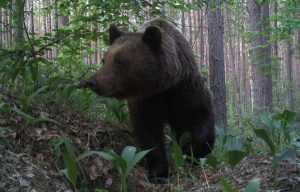 В брянском заповеднике фотоловушка «поймала» медведя