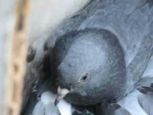 Через Брянск  пытались провезти 30  голубей – «нелегалов»