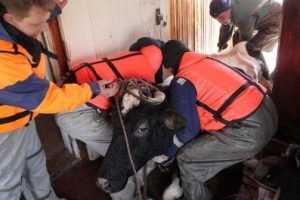 При пожаре на карачевской ферме спасены 185 коров и обгоревшая девушка