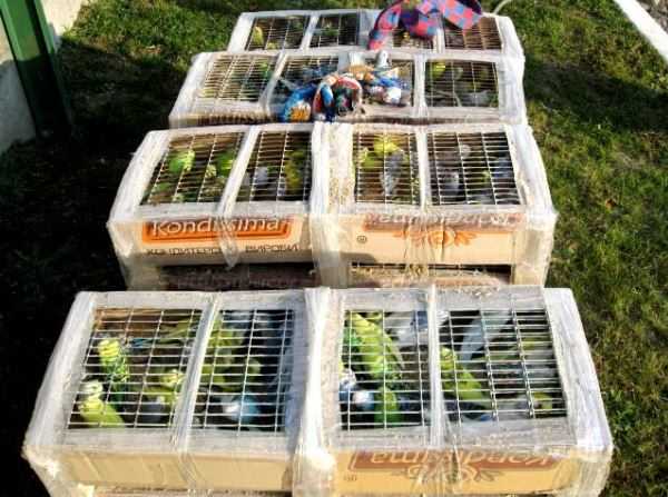 Через Брянскую область пытались провезти 400 попугаев-нелегалов