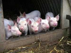 Брянские чиновники посчитают городских свиней