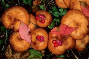 В брянском заповеднике обнаружили 105  новых видов грибов