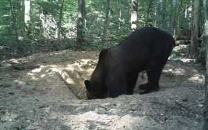В Брянском заповеднике медведь пытался разорить барсучью нору