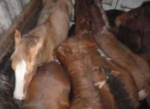 На брянской трассе гаишники и ветеринары спасли от  гибели лошадей