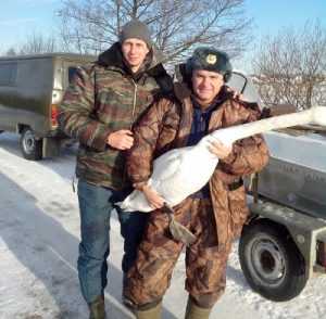 Брянские спасатели уберегли от гибели замерзавшего лебедя