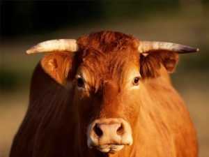 Брянскую фермершу будут судить за гибель пастуха, убитого быком