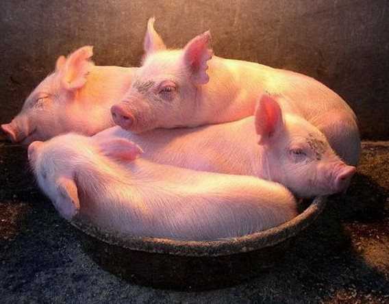Брянские свиньи поселились в Хвалынске