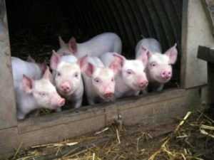 Брянские власти запретили ввозить свиней и перестреляют кабанов