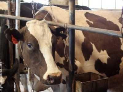 Суд закрыл дубровскую молочную ферму из-за больных коров