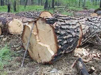 Фирма любимца брянской власти попалась на незаконной вырубке леса