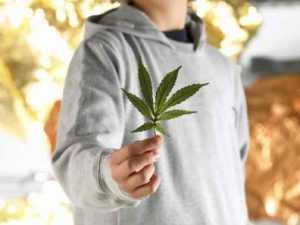 Брянского подростка будут судить за торговлю марихуаной и грабёж