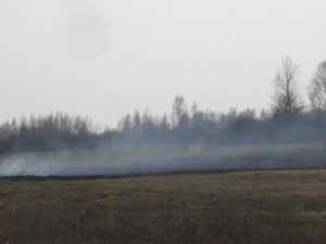 В Трубчевском и Выгоничском районах загорелся лес