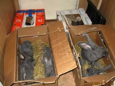 Из Брянской области выслали 10 украинских кроликов-нелегалов