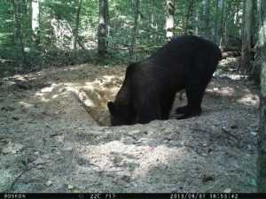 В брянском заповеднике медведи попадут под прицел 20 фотоловушек