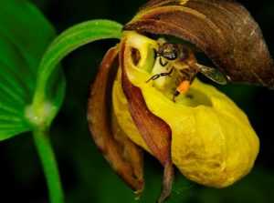В заповеднике «Брянский лес» выросло 30 редких орхидей