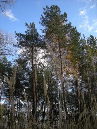 Прокуратура выявила уничтожение брянских лесов и бездействие власти