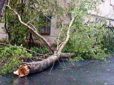 Упавшее дерево покалечило трёх брянских школьниц