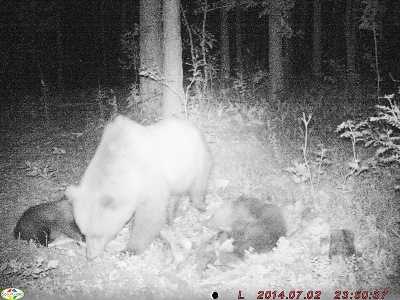 В «Брянском лесу» фотоловушка «поймала» медведицу с медвежатами
