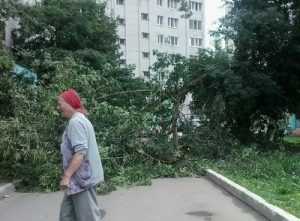 На улице Брянского фронта на автомобиль упало дерево