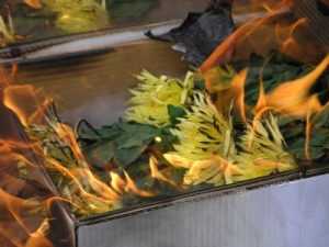 На Брянщине сожгли 540 голландских хризантем