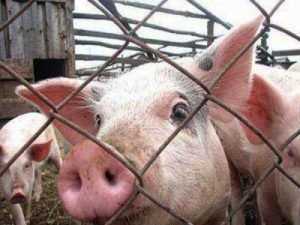Брянщина получит почти 116 миллионов на войну со свиной чумой