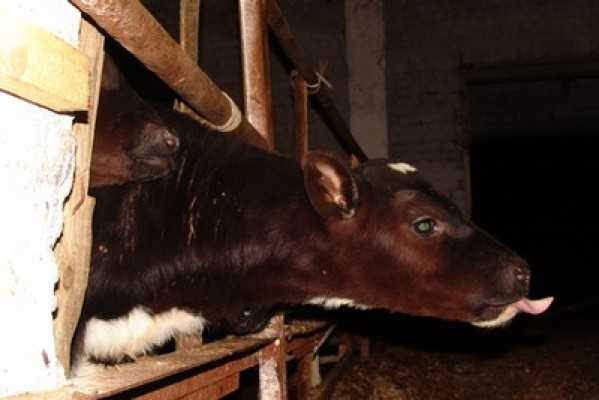 Брянских производителей молока обвинили в антисанитарии