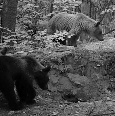 В «Брянском лесу» появилась еще одна медведица с двойней