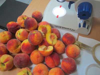 Брянцы вернули в Грецию 17 тонн заражённых персиков