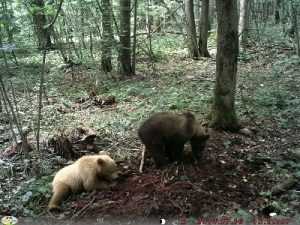 В брянском лесу обнаружили медвежонка – «блондинку»