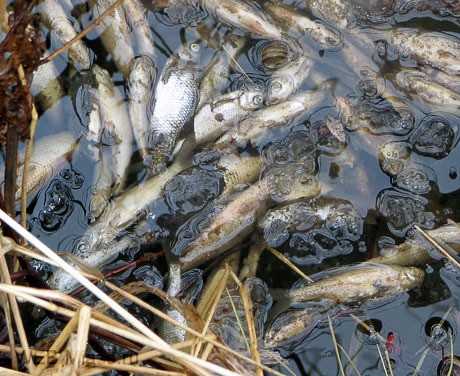 В брянском поселке Лопандино отравили озеро – рыбу вывозят мешками