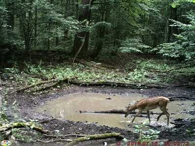 В «Брянском лесу» звери  устроили себе «курортную зону»