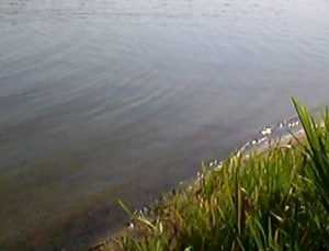В брянском Мутном озере утонул 51-летний мужчина