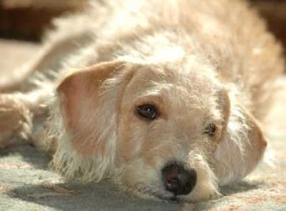 Брянские защитники животных требуют наказания для убийц собаки