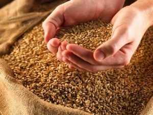Из-за низких цен брянские крестьяне отказались продавать зерно
