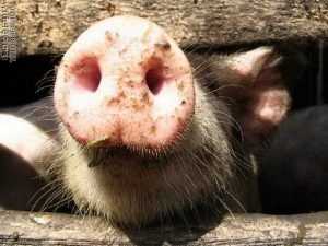 Брянским свиньям запретили въезд в Белоруссию