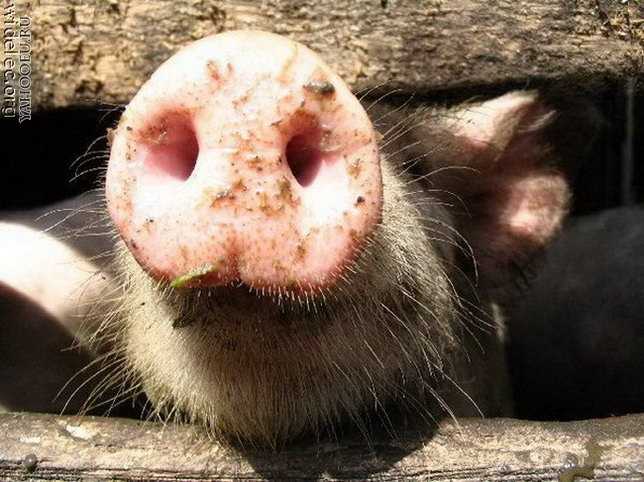 Брянским свиньям запретили въезд в Белоруссию