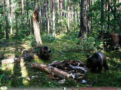 Медведица родила тройню в заповеднике  «Брянский лес»