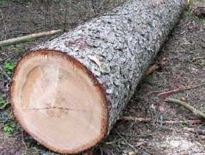 В Брянске расследуют гибель рабочего, убитого деревом