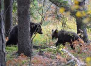 В заповедник «Брянский лес» привезли тверских медвежат