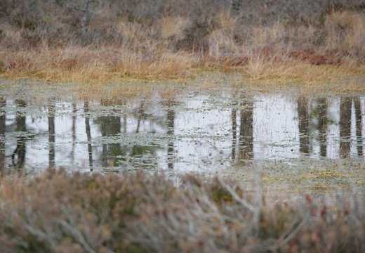 Брянские спасатели вытащили из болота 79-летнего грибника