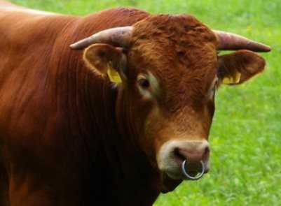 В Брянской области бык  насмерть забодал пьяного пастуха